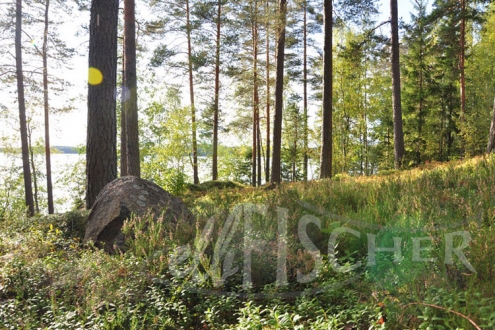 Wald in Finnland_1
